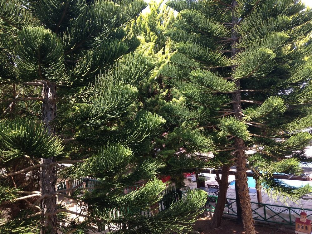 Anastasia Holiday Apartments Χλώρακα Εξωτερικό φωτογραφία